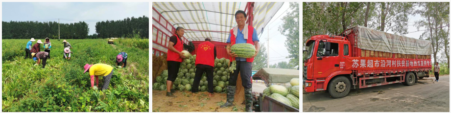 沿河村“西瓜进城”，苏果造血式扶贫夯实乡村振兴路