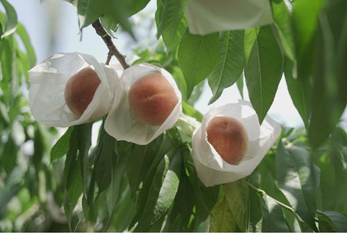 华润万家寻好源带好货，龙泉驿水蜜桃1小时配送到家