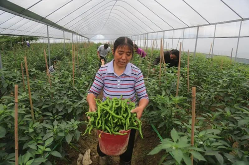 万家焕乡计划，让家乡的味道触手可及